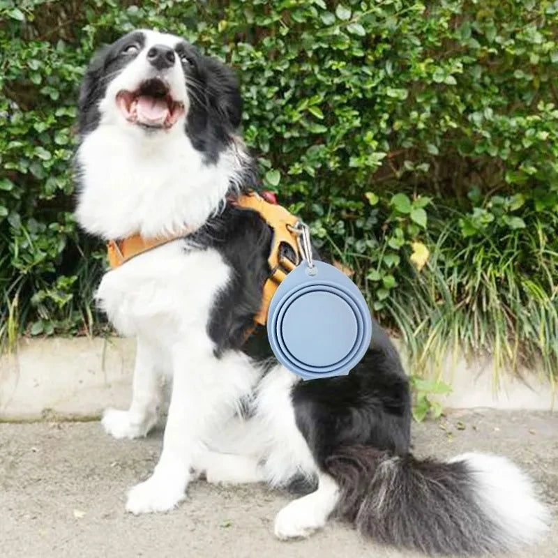 Collapsible Silicone Pet Bowl – Portable Travel Food & Water Dish with Hook | Pawvalo