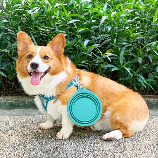 Collapsible Silicone Pet Bowl – Portable Travel Food & Water Dish with Hook | Pawvalo